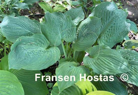 Hosta Thunder Boomer